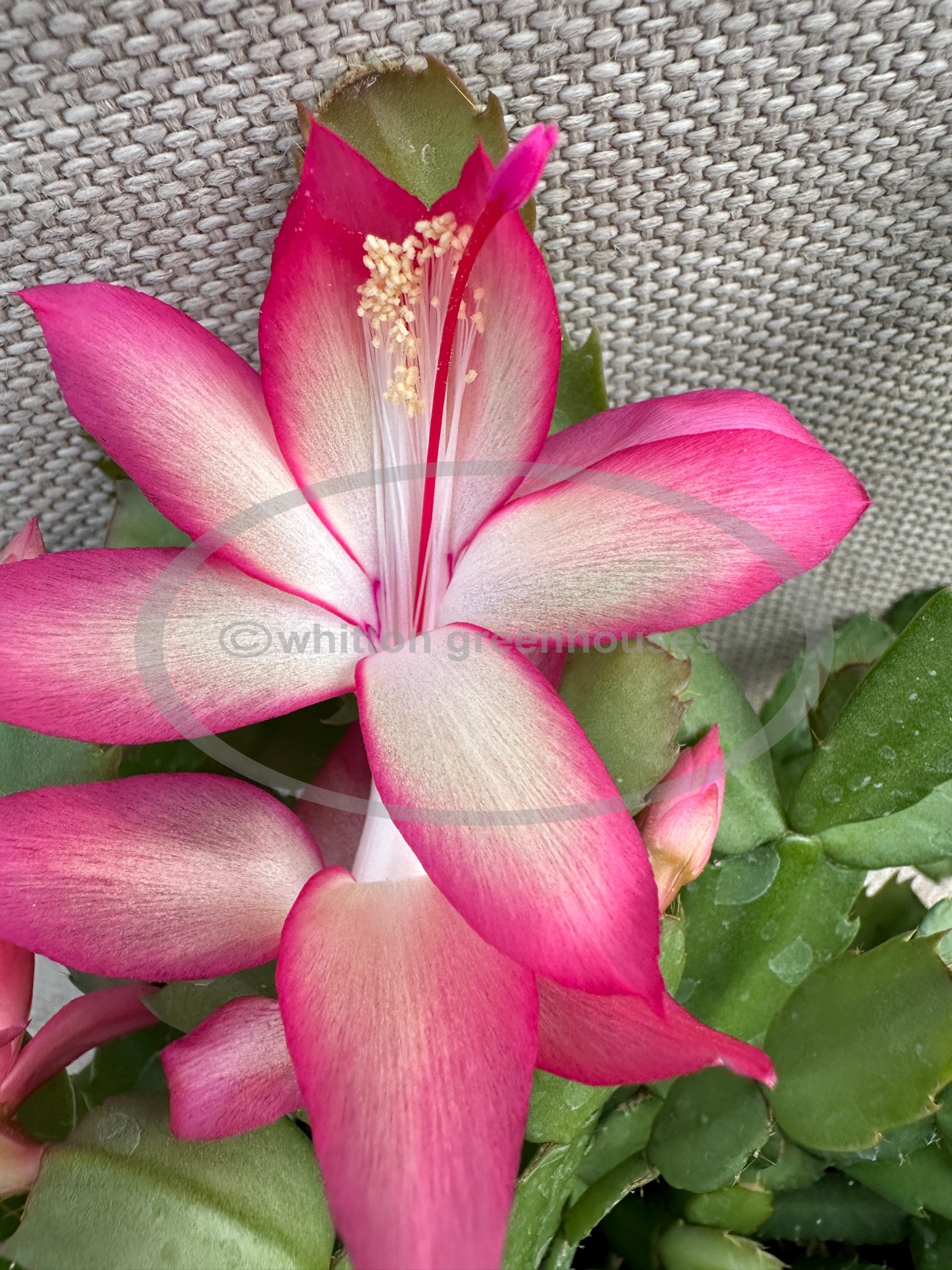 (image for) French Rose